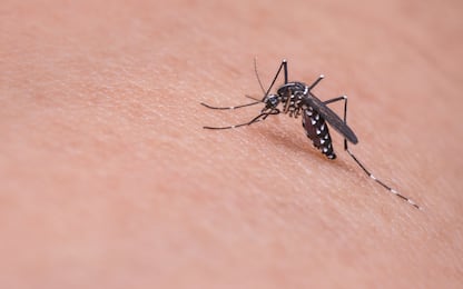 Febbre Dengue: cos'è, come si trasmette il virus e i sintomi