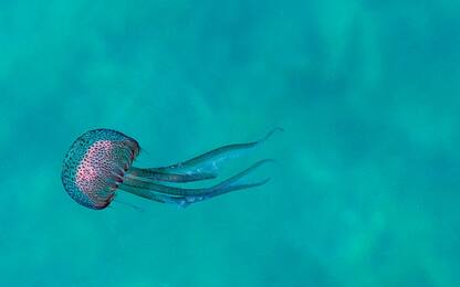 Punture di medusa, come avvengono e quali sono i rimedi consigliati