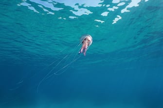 A jellyfish mauve stinger Pelagia noctiluca underwater below water surface in the Mediterranean sea, Italy