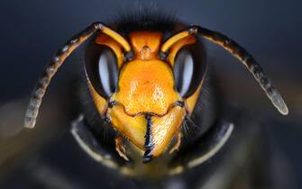 Close macro view of an  hornet head. Vespa velutina, also known as the yellow-legged hornet or Asian predatory wasp.