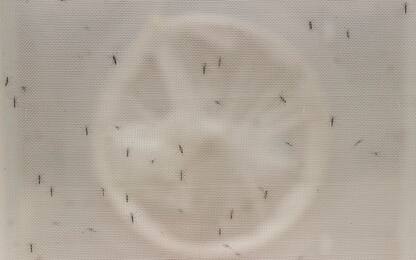 Febbre Dengue, Aifa approva vaccino per la prevenzione della malattia