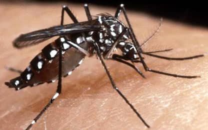 Toscana, un caso di virus Chikungunya: disposta disinfestazione