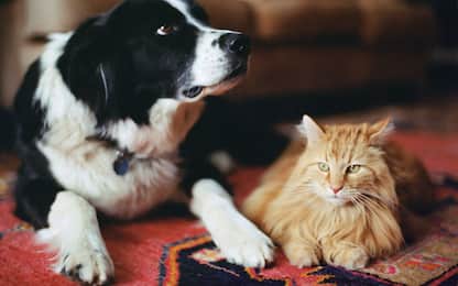 Cani e gatti serbatoi virus della rabbia e Covid