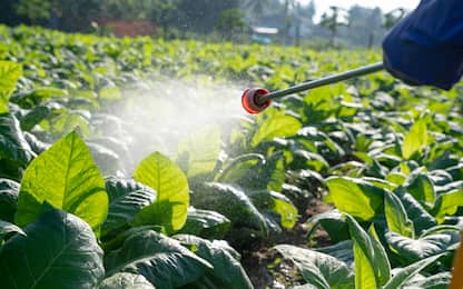 Pesticidi negli alimenti, la frutta è la più colpita: i dati del 2023