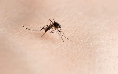 Dengue, in Brasile oltre due milioni di casi. Allerta anche in Italia