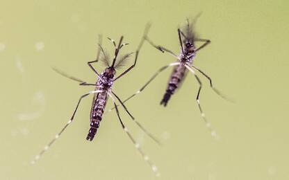Dengue, ministero: più controlli a merci e aerei da zone a rischio