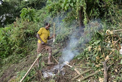 Uganda, deforestazione sta creando spillover virus tra specie diverse