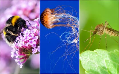 Meduse, vespe e zanzare: cosa fare per curare le punture