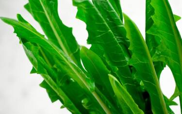 Chicory on a white marble table. (Photo by: Adriano Mauri/REDA&CO/Universal Images Group via Getty Images)