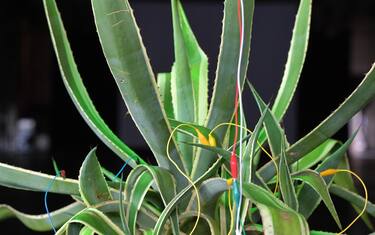 Gel di aloe vera, benefici e possibili usi