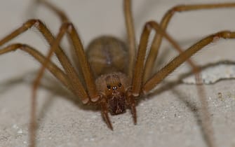 Mediterranean recluse spider (Loxosceles rufescens). Pajonales. Integral Natural Reserve of Inagua. Tejeda. Gran Canaria. Canary Islands. Spain.