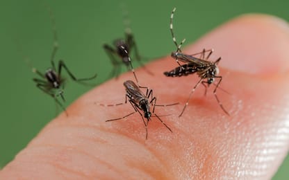 Perché le zanzare pungono alcune persone e altre no