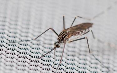 Found from 2012 in Belgium and Italy Aedes koreicus is an Asian invasive species