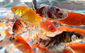 many goldfish swim in the aquarium of the pet shop