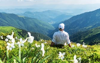 A tourist in white clothes sits in a mountain meadow covered with white narcissus flowers. Carpathian mountains, Europe. Landscape photography
