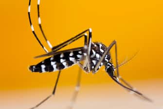 This mosquito has become a significant pest in many countries. It lives and thrives with humans, and can be a carrier of many viruses (virii) including the Yellow fever virus, dengue fever and Chikungunya fever. Hence proper pest control is required. It feeds all day as opposed to other human infesting mosquitoes which usually feed from dusk till dawn.