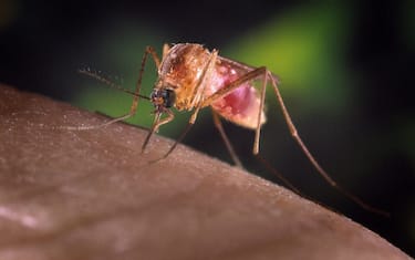 epa03367655 A handout image made available on 22 August 2012 from the Centers for Disease Control showing a Culex quinquefaciatus female mosquito feeding on human blood. This species is a known vector for West Nile Virus. The female C. quinquefasciatus mosquito is known as one of the many arthropodal vectors responsible for spreading the West Nile virus to human beings through their bite when obtaining a blood meal. Mosquitoes of the Culex species lay their eggs in the form of egg rafts that float in still or stagnant water. The mosquito lays the eggs one at a time sticking them together in the shape of a raft. An egg raft can contain from 100 to 400 eggs. The eggs go through larval and pupal stages and feed on micro-organisms before developing into flying mosquitoes. The CDC is reporting that there have currently been 1,100 cases of West Nile Virus reported in the US in 2012, more than ever reported at this point in the year since the virus was first recorded in the US in 1999.  EPA/JIM GATHANY / CENTERS FOR DISEASE CONTROL / HANDOUT  HANDOUT EDITORIAL USE ONLY/NO SALES