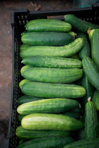 987745918 A picture taken at the Porquerolles Island near Hyeres, southeastern France, on June 21, 2018 shows a box of cucumbers, part of Copains (Collections patrimoine insertion) association run with unemployed people. (Photo by BERTRAND LANGLOIS / AFP) (Photo credit should read BERTRAND LANGLOIS/AFP via Getty Images)