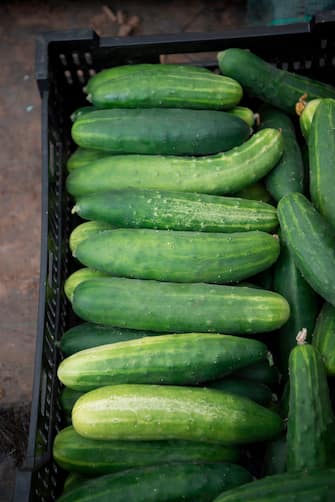 A picture taken at the Porquerolles Island near Hyeres, southeastern France, on June 21, 2018 shows a box of cucumbers, part of Copains (Collections patrimoine insertion) association run with unemployed people. (Photo by BERTRAND LANGLOIS / AFP)        (Photo credit should read BERTRAND LANGLOIS/AFP via Getty Images)