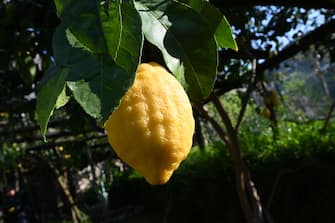 An Amalfi lemon is pictured at the 'Costieragrumi De Riso' traditional lemon growing company, on a typical terraced garden on the Amalfi coast on April 24, 2020 in Minori, south of Naples, during the country's lockdown aimed at curbing the spread of the COVID-19 infection, caused by the novel coronavirus. - The production of typical products from the Campania are not all affected by the virus in the same way : the demand for Protected Geographical Indication (PGI) lemons has greatly increased, in particular due to its antiseptic properties and richness in C vitamin. (Photo by ANDREAS SOLARO / AFP) (Photo by ANDREAS SOLARO/AFP via Getty Images)