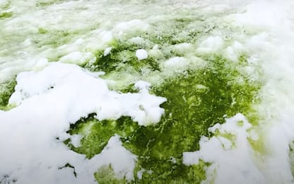 Neve verde in Antartide, sono alghe in grado di ripulire l’atmosfera