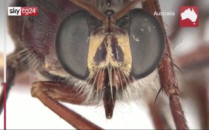 Australia, nomi da supereroi Marvel per nuove specie di insetti. VIDEO