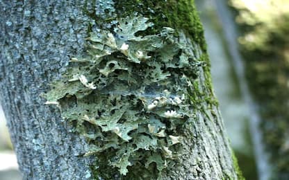 Ritrovato nel Pisano un raro lichene, un antico antinfiammatorio