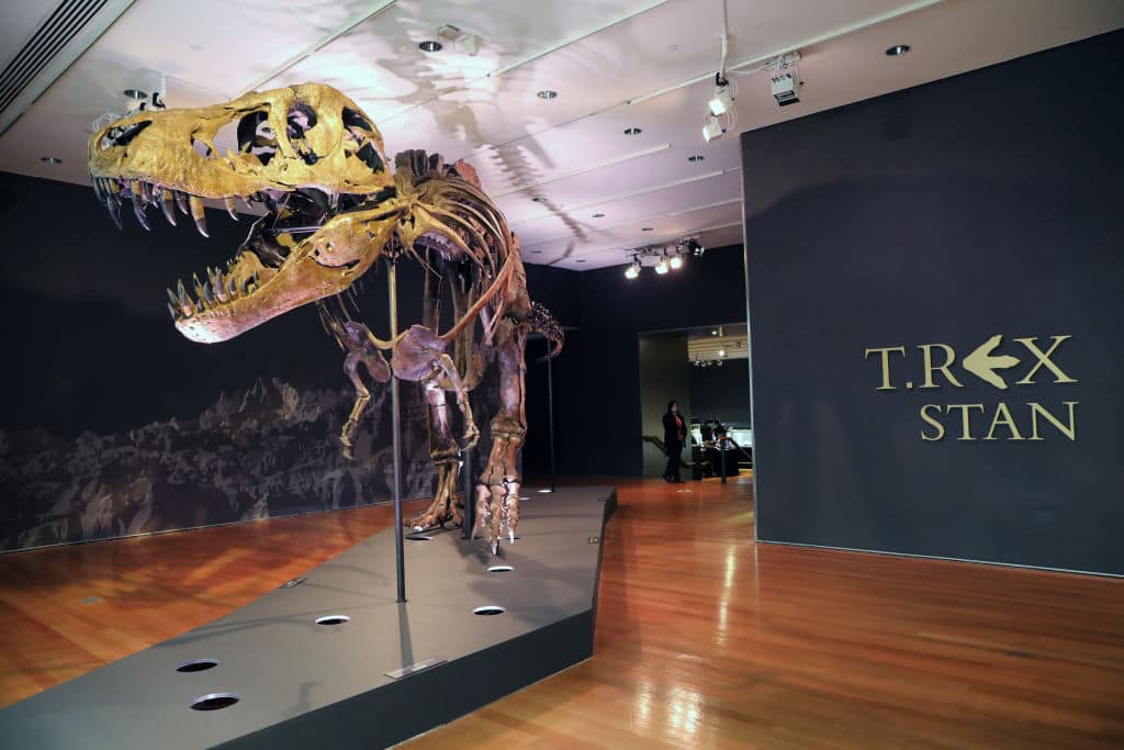 NEW YORK, NEW YORK - SEPTEMBER 17: A Tyrannosaurus Rex dinosaur fossil skeleton is displayed in a gallery at Christieâ  s auction house on September 17, 2020 in New York City. Owned by the Black Hills Institute of Geological Research in South Dakota, the skeleton is known as â  Stanâ   for the amateur paleontologist Stan Sacrison who found the initial bones in 1987. The bones were discovered in a remote area that spans North and South Dakota, Wyoming, and Montana. Stan, with an estimated value between $6 million and $8 million, is considered one of the largest and most complete examples of a T-Rex, with 188 original bones. The skeleton will be auctioned as part of Christieâ  s  20th Century evening auction on Oct. 6 in New York.  (Photo by Spencer Platt/Getty Images)