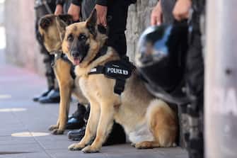 QUITO, ECUADOR - OCTOBER 05: The National Electoral Council is guarded by trained police dogs during  "Honestidad" coalition registered Cesar Montufar and Julio Villacreses as presidential formula for 2021 presidential elections at Electoral National Council on October 5, 2020 in Quito, Ecuador. (Photo by Franklin Jacome/Agencia Press South/Getty Images)