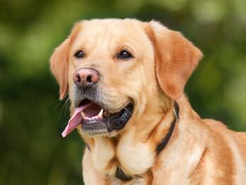 Non gli lascia accarezzare il cane, uomo aggredito in centro a Monza
