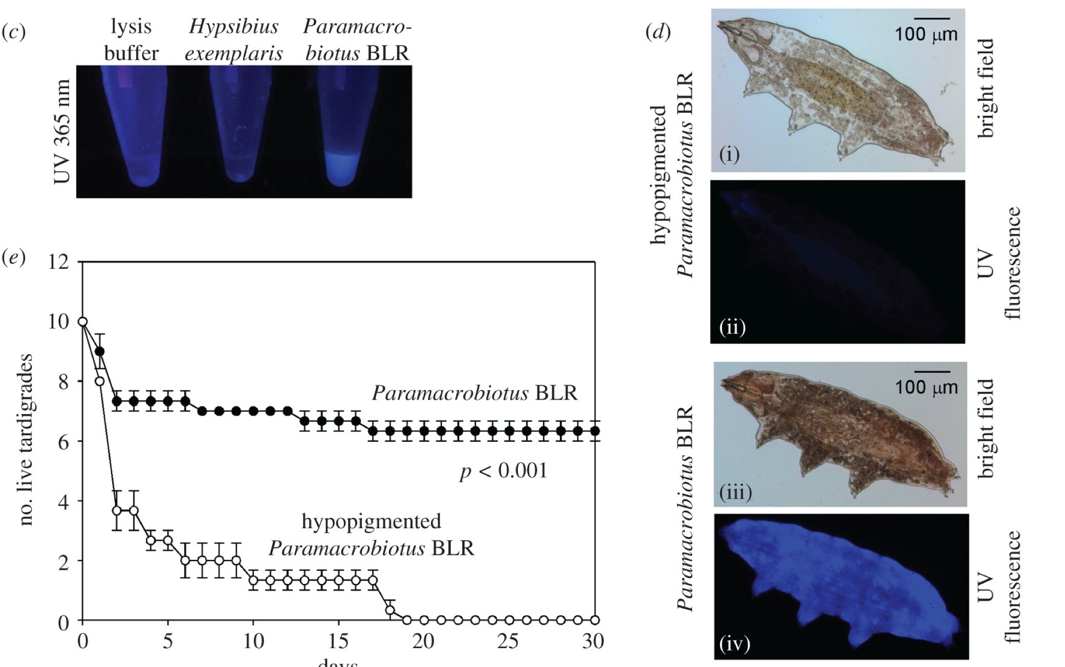 Lo studio sui tardigradi Lo studio sui tardigradi