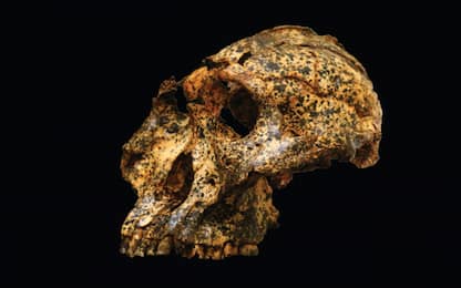 Ritrovato in Sudafrica un teschio di un “cugino” dell’Homo erectus