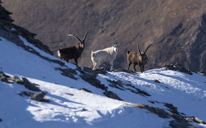 Lo stambecco bianco Lo stambecco bianco