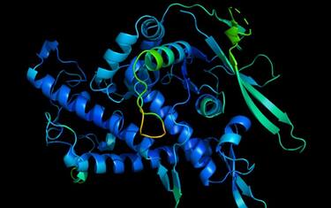 struttura proteine