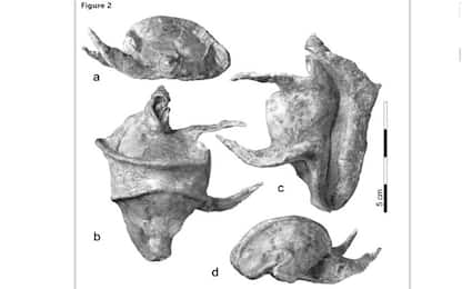 Veneto, una conchiglia fossile enorme aiuta a fare luce sul gigantismo