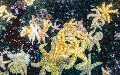 In una stella marina trovate le tracce dei cambiamenti climatici