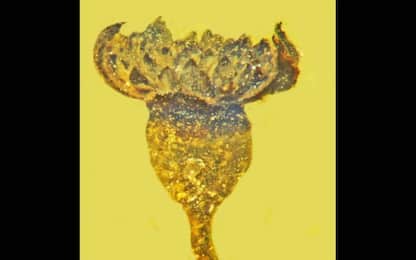 Ritrovato nell'ambra un fiore sbocciato nell'epoca dei dinosauri