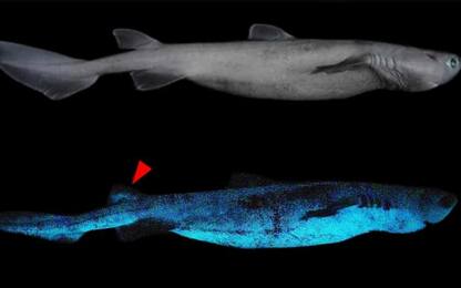 Nuova Zelanda, scoperte specie di squalo che si illuminano al buio