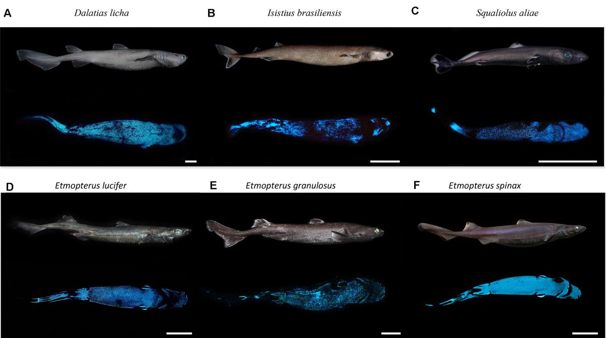 Foto di Frontiers in Marine Science squalo che si illumina