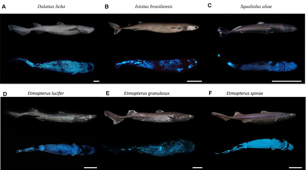 squalo che si illumina