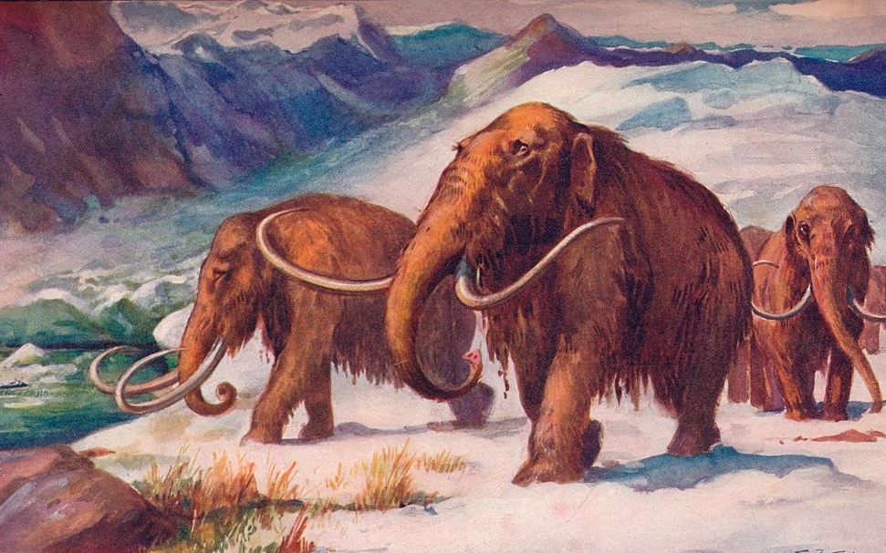 Science, $ 15 million to create an elephant-mammoth hybrid.  Ethical doubts