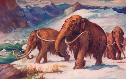 Scienza, 15 milioni di dollari per creare un ibrido elefante-mammut