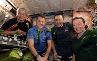 - Space, Space -20211029-International Space Station Crew Eats Tacos for Experiment
The crew of the International Space Station (ISS) tucked into space tacos on Friday (29 Oct) – complete with chillies grown on board. 
NASA Astronaut Megan McArthur reported: "Friday Feasting! After the harvest, we got to taste red and green chile.  Then we filled out surveys (got to have the data!).  Finally, I made my best space tacos yet:  fajita beef, rehydrated tomatoes & artichokes, and HATCH CHILE!”

-PICTURED: General View (International Space Station Crew Eats Tacos)
-PHOTO by: NASA/Cover Images/INSTARimages.com
-50839053.jpg

This is an editorial, rights-managed image. Please contact Instar Images LLC for licensing fee and rights information at sales@instarimages.com or call +1 212 414 0207 This image may not be published in any way that is, or might be deemed to be, defamatory, libelous, pornographic, or obscene. Please consult our sales department for any clarification needed prior to publication and use. Instar Images LLC reserves the right to pursue unauthorized users of this material. If you are in violation of our intellectual property rights or copyright you may be liable for damages, loss of income, any profits you derive from the unauthorized use of this material and, where appropriate, the cost of collection and/or any statutory damages awarded