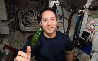 - Space, Space -20211029-International Space Station Crew Eats Tacos for Experiment
The crew of the International Space Station (ISS) tucked into space tacos on Friday (29 Oct) – complete with chillies grown on board. 
NASA Astronaut Megan McArthur reported: "Friday Feasting! After the harvest, we got to taste red and green chile.  Then we filled out surveys (got to have the data!).  Finally, I made my best space tacos yet:  fajita beef, rehydrated tomatoes & artichokes, and HATCH CHILE!”

-PICTURED: General View (International Space Station Crew Eats Tacos)
-PHOTO by: NASA/Cover Images/INSTARimages.com
-50839055.jpg

This is an editorial, rights-managed image. Please contact Instar Images LLC for licensing fee and rights information at sales@instarimages.com or call +1 212 414 0207 This image may not be published in any way that is, or might be deemed to be, defamatory, libelous, pornographic, or obscene. Please consult our sales department for any clarification needed prior to publication and use. Instar Images LLC reserves the right to pursue unauthorized users of this material. If you are in violation of our intellectual property rights or copyright you may be liable for damages, loss of income, any profits you derive from the unauthorized use of this material and, where appropriate, the cost of collection and/or any statutory damages awarded