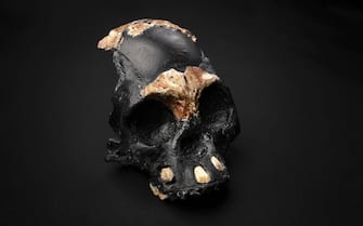 - Johannesburg, South Africa -20211103-
Researchers Announce Discovery of Ancient Skull and Teeth in South Africa
An international team of researchers, led by Professor Lee Berger from Wits University, has today (4 Nov) revealed the first partial skull of a Homo naledi child that was found in the remote depths of the Rising Star Cave in the Cradle of Humankind World Heritage Site near Johannesburg, South Africa. 
Describing the skull and its context in two separate papers in the Open Access journal, PaleoAnthropology, the team of 21 researchers from Wits University and thirteen other universities announced the discovery of parts of the skull and teeth of the child that died almost 250,000 years ago when it was approximately four to six years old. 


-PICTURED: General View (Researchers Announce Discovery of Ancient Skull and Teeth in South Africa)
-PHOTO by: Wits University/Cover Images/INSTARimages.com
-INSTAR_8z1x2Q55344.JPG

This is an editorial, rights-managed image. Please contact Instar Images LLC for licensing fee and rights information at sales@instarimages.com or call +1 212 414 0207 This image may not be published in any way that is, or might be deemed to be, defamatory, libelous, pornographic, or obscene. Please consult our sales department for any clarification needed prior to publication and use. Instar Images LLC reserves the right to pursue unauthorized users of this material. If you are in violation of our intellectual property rights or copyright you may be liable for damages, loss of income, any profits you derive from the unauthorized use of this material and, where appropriate, the cost of collection and/or any statutory damages awarded