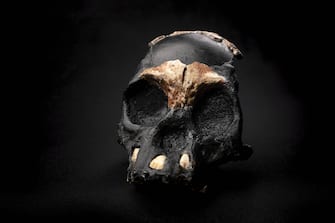 - Johannesburg, South Africa -20211103-
Researchers Announce Discovery of Ancient Skull and Teeth in South Africa
An international team of researchers, led by Professor Lee Berger from Wits University, has today (4 Nov) revealed the first partial skull of a Homo naledi child that was found in the remote depths of the Rising Star Cave in the Cradle of Humankind World Heritage Site near Johannesburg, South Africa. 
Describing the skull and its context in two separate papers in the Open Access journal, PaleoAnthropology, the team of 21 researchers from Wits University and thirteen other universities announced the discovery of parts of the skull and teeth of the child that died almost 250,000 years ago when it was approximately four to six years old. 


-PICTURED: General View (Researchers Announce Discovery of Ancient Skull and Teeth in South Africa)
-PHOTO by: Wits University/Cover Images/INSTARimages.com
-INSTAR_8z1x2Q55346.JPG

This is an editorial, rights-managed image. Please contact Instar Images LLC for licensing fee and rights information at sales@instarimages.com or call +1 212 414 0207 This image may not be published in any way that is, or might be deemed to be, defamatory, libelous, pornographic, or obscene. Please consult our sales department for any clarification needed prior to publication and use. Instar Images LLC reserves the right to pursue unauthorized users of this material. If you are in violation of our intellectual property rights or copyright you may be liable for damages, loss of income, any profits you derive from the unauthorized use of this material and, where appropriate, the cost of collection and/or any statutory damages awarded