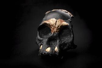 - Johannesburg, South Africa -20211103-
Researchers Announce Discovery of Ancient Skull and Teeth in South Africa
An international team of researchers, led by Professor Lee Berger from Wits University, has today (4 Nov) revealed the first partial skull of a Homo naledi child that was found in the remote depths of the Rising Star Cave in the Cradle of Humankind World Heritage Site near Johannesburg, South Africa. 
Describing the skull and its context in two separate papers in the Open Access journal, PaleoAnthropology, the team of 21 researchers from Wits University and thirteen other universities announced the discovery of parts of the skull and teeth of the child that died almost 250,000 years ago when it was approximately four to six years old. 


-PICTURED: General View (Researchers Announce Discovery of Ancient Skull and Teeth in South Africa)
-PHOTO by: Wits University/Cover Images/INSTARimages.com
-INSTAR_8z1x2Q55346.JPG

This is an editorial, rights-managed image. Please contact Instar Images LLC for licensing fee and rights information at sales@instarimages.com or call +1 212 414 0207 This image may not be published in any way that is, or might be deemed to be, defamatory, libelous, pornographic, or obscene. Please consult our sales department for any clarification needed prior to publication and use. Instar Images LLC reserves the right to pursue unauthorized users of this material. If you are in violation of our intellectual property rights or copyright you may be liable for damages, loss of income, any profits you derive from the unauthorized use of this material and, where appropriate, the cost of collection and/or any statutory damages awarded