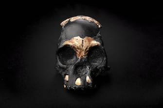 - Johannesburg, South Africa -20211103-
Researchers Announce Discovery of Ancient Skull and Teeth in South Africa
An international team of researchers, led by Professor Lee Berger from Wits University, has today (4 Nov) revealed the first partial skull of a Homo naledi child that was found in the remote depths of the Rising Star Cave in the Cradle of Humankind World Heritage Site near Johannesburg, South Africa. 
Describing the skull and its context in two separate papers in the Open Access journal, PaleoAnthropology, the team of 21 researchers from Wits University and thirteen other universities announced the discovery of parts of the skull and teeth of the child that died almost 250,000 years ago when it was approximately four to six years old. 


-PICTURED: General View (Researchers Announce Discovery of Ancient Skull and Teeth in South Africa)
-PHOTO by: Wits University/Cover Images/INSTARimages.com
-INSTAR_8z1x2Q55345.JPG

This is an editorial, rights-managed image. Please contact Instar Images LLC for licensing fee and rights information at sales@instarimages.com or call +1 212 414 0207 This image may not be published in any way that is, or might be deemed to be, defamatory, libelous, pornographic, or obscene. Please consult our sales department for any clarification needed prior to publication and use. Instar Images LLC reserves the right to pursue unauthorized users of this material. If you are in violation of our intellectual property rights or copyright you may be liable for damages, loss of income, any profits you derive from the unauthorized use of this material and, where appropriate, the cost of collection and/or any statutory damages awarded
