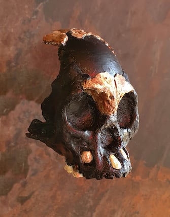 - Johannesburg, South Africa -20211103-
Researchers Announce Discovery of Ancient Skull and Teeth in South Africa
An international team of researchers, led by Professor Lee Berger from Wits University, has today (4 Nov) revealed the first partial skull of a Homo naledi child that was found in the remote depths of the Rising Star Cave in the Cradle of Humankind World Heritage Site near Johannesburg, South Africa. 
Describing the skull and its context in two separate papers in the Open Access journal, PaleoAnthropology, the team of 21 researchers from Wits University and thirteen other universities announced the discovery of parts of the skull and teeth of the child that died almost 250,000 years ago when it was approximately four to six years old. 


-PICTURED: General View (Researchers Announce Discovery of Ancient Skull and Teeth in South Africa)
-PHOTO by: Wits University/Cover Images/INSTARimages.com
-INSTAR_8z1x2Q55334.JPG

This is an editorial, rights-managed image. Please contact Instar Images LLC for licensing fee and rights information at sales@instarimages.com or call +1 212 414 0207 This image may not be published in any way that is, or might be deemed to be, defamatory, libelous, pornographic, or obscene. Please consult our sales department for any clarification needed prior to publication and use. Instar Images LLC reserves the right to pursue unauthorized users of this material. If you are in violation of our intellectual property rights or copyright you may be liable for damages, loss of income, any profits you derive from the unauthorized use of this material and, where appropriate, the cost of collection and/or any statutory damages awarded