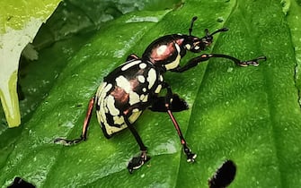 Tonchio Una nuova specie di tonchio scoperto nel 2021
